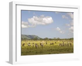 Zebra Herd, Serengeti National Park, Tanzania-Joe & Mary Ann McDonald-Framed Premium Photographic Print