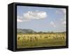 Zebra Herd, Serengeti National Park, Tanzania-Joe & Mary Ann McDonald-Framed Stretched Canvas