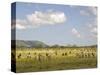 Zebra Herd, Serengeti National Park, Tanzania-Joe & Mary Ann McDonald-Stretched Canvas