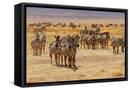Framed Canvas