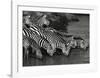 Zebra Herd-Jean-Michel Labat-Framed Art Print