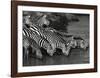 Zebra Herd-Jean-Michel Labat-Framed Art Print