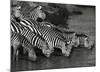 Zebra Herd-Jean-Michel Labat-Mounted Art Print