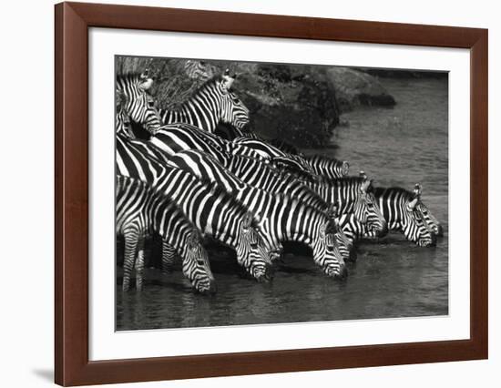 Zebra Herd-Jean-Michel Labat-Framed Art Print