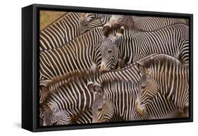 Zebra Herd-DLILLC-Framed Stretched Canvas