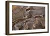 Zebra Herd-DLILLC-Framed Photographic Print