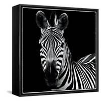 Zebra II Square-Debra Van Swearingen-Framed Stretched Canvas