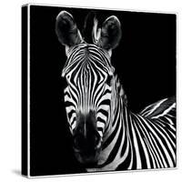 Zebra II Square-Debra Van Swearingen-Stretched Canvas