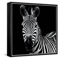 Zebra II Square-Debra Van Swearingen-Framed Stretched Canvas