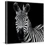 Zebra II Square-Debra Van Swearingen-Stretched Canvas