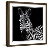 Zebra II Square-Debra Van Swearingen-Framed Art Print