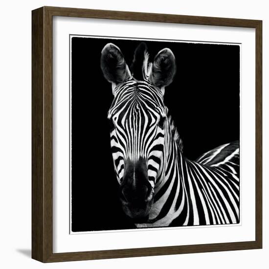 Zebra II Square-Debra Van Swearingen-Framed Art Print