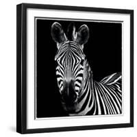 Zebra II Square-Debra Van Swearingen-Framed Art Print