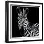 Zebra II Square-Debra Van Swearingen-Framed Art Print