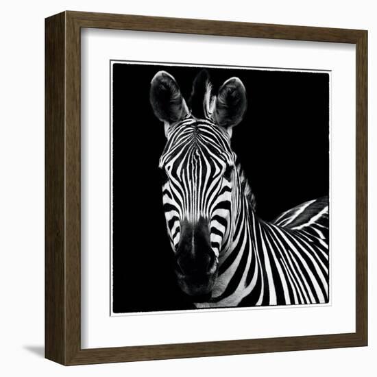 Zebra II Square-Debra Van Swearingen-Framed Art Print