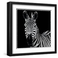 Zebra II Square-Debra Van Swearingen-Framed Art Print