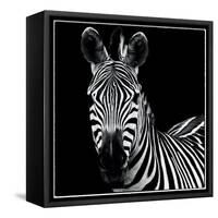 Zebra II Square-Debra Van Swearingen-Framed Stretched Canvas