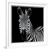 Zebra II Square-Debra Van Swearingen-Framed Premium Giclee Print