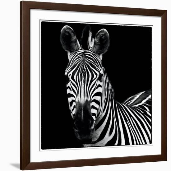 Zebra II Square-Debra Van Swearingen-Framed Premium Giclee Print