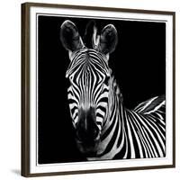 Zebra II Square-Debra Van Swearingen-Framed Premium Giclee Print