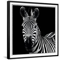 Zebra II Square-Debra Van Swearingen-Framed Premium Giclee Print