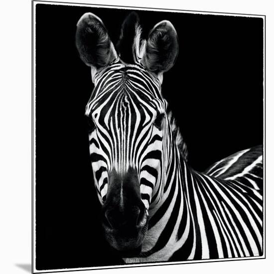 Zebra II Square-Debra Van Swearingen-Mounted Premium Giclee Print