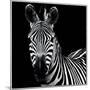 Zebra II Square-Debra Van Swearingen-Mounted Premium Giclee Print