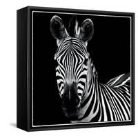 Zebra II Square-Debra Van Swearingen-Framed Stretched Canvas