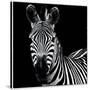 Zebra II Square-Debra Van Swearingen-Stretched Canvas