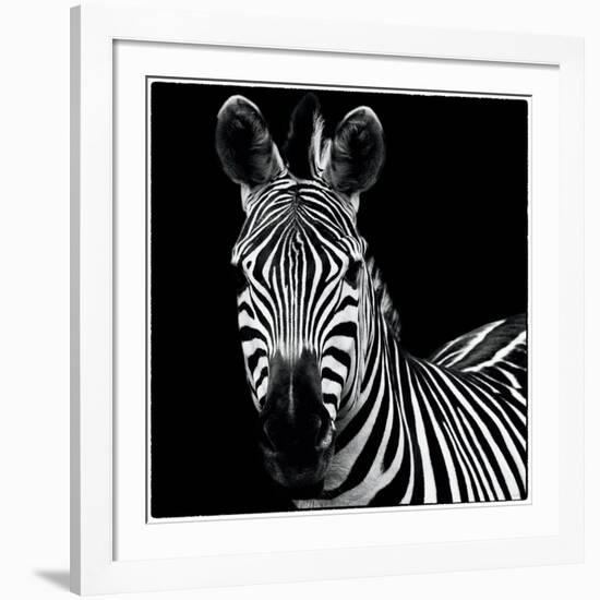 Zebra II Square-Debra Van Swearingen-Framed Art Print