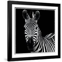 Zebra II Square-Debra Van Swearingen-Framed Art Print