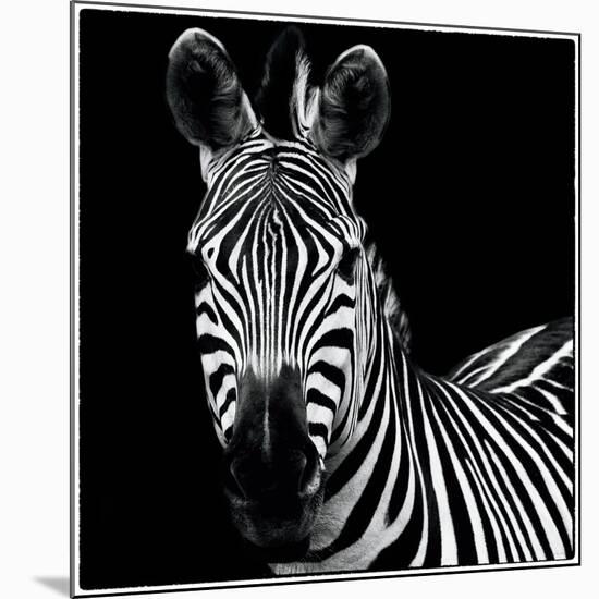 Zebra II Square-Debra Van Swearingen-Mounted Art Print