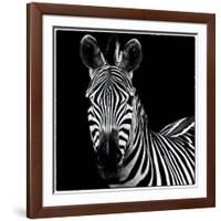 Zebra II Square-Debra Van Swearingen-Framed Art Print