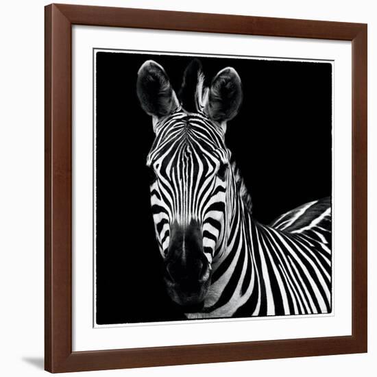 Zebra II Square-Debra Van Swearingen-Framed Art Print