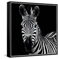 Zebra II Square-Debra Van Swearingen-Framed Stretched Canvas