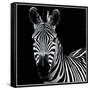 Zebra II Square-Debra Van Swearingen-Framed Stretched Canvas