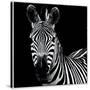 Zebra II Square-Debra Van Swearingen-Stretched Canvas
