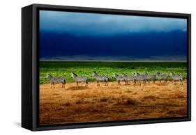 Zebra in a Row-Howard Ruby-Framed Stretched Canvas