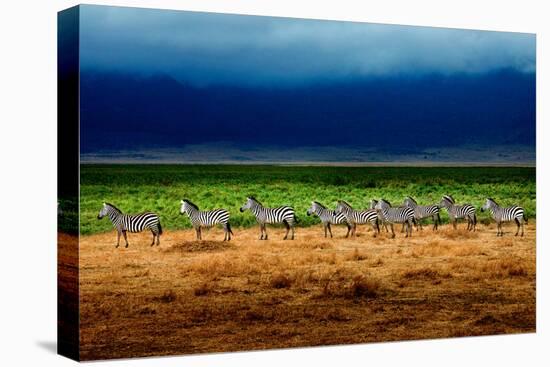 Zebra in a Row-Howard Ruby-Stretched Canvas