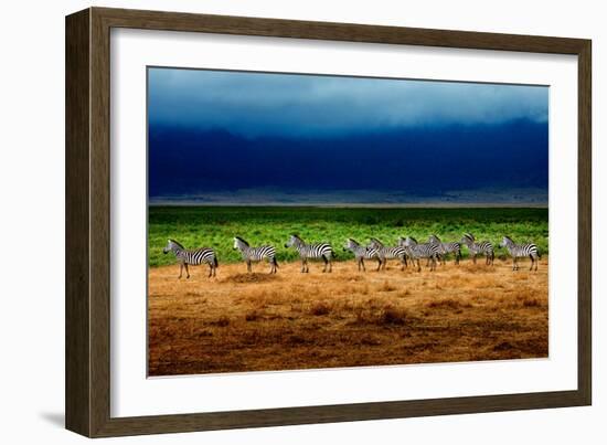 Zebra in a Row-Howard Ruby-Framed Photographic Print