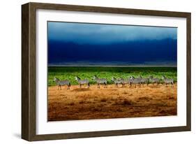 Zebra in a Row-Howard Ruby-Framed Photographic Print