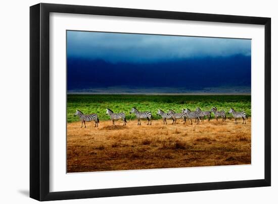 Zebra in a Row-Howard Ruby-Framed Photographic Print