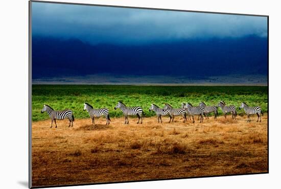 Zebra in a Row-Howard Ruby-Mounted Photographic Print