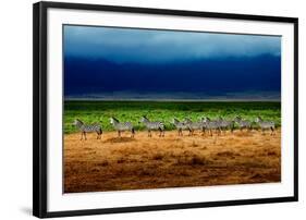 Zebra in a Row-Howard Ruby-Framed Photographic Print