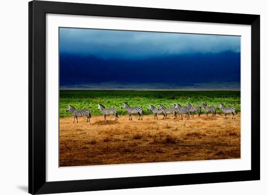 Zebra in a Row-Howard Ruby-Framed Photographic Print