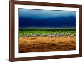 Zebra in a Row-Howard Ruby-Framed Photographic Print