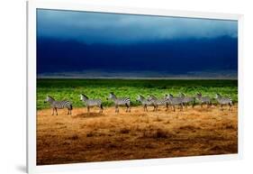 Zebra in a Row-Howard Ruby-Framed Photographic Print