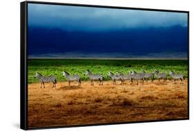 Zebra in a Row-Howard Ruby-Framed Stretched Canvas