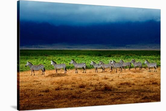 Zebra in a Row-Howard Ruby-Stretched Canvas