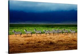 Zebra in a Row-Howard Ruby-Stretched Canvas